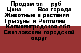 Продам за 50 руб. › Цена ­ 50 - Все города Животные и растения » Грызуны и Рептилии   . Калининградская обл.,Светловский городской округ 